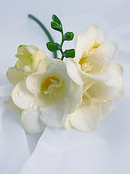 鮮花