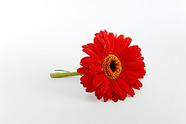 鮮花