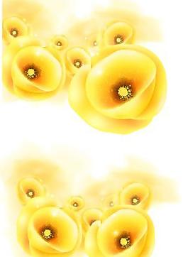 黃花圖片