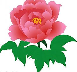 菊花圖片