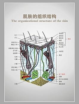 肌肤的组织结构图片