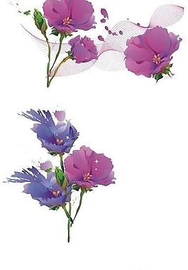 玫瑰花圖片