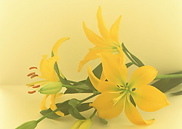 七夕  情人節(jié)