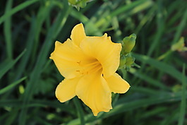 黃花