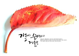 紅色樹葉psd詳細分層