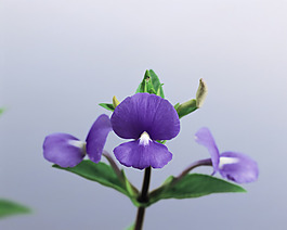 喇叭花