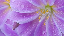 花朵素材