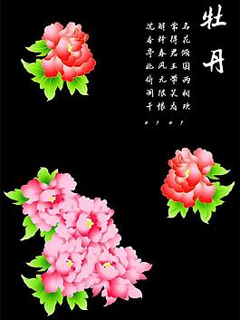 牡丹圖片