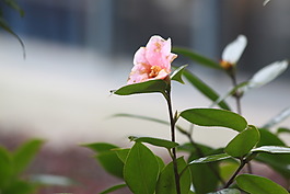 初秋花朵高清背景圖片素材