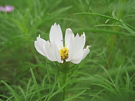 白花