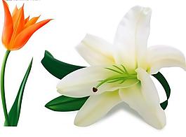 百合花圖片