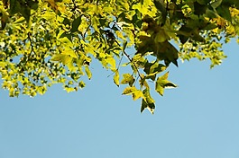 藍色背景素材免費下載