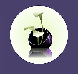 馬蹄花圖片