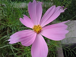 麗水畫鄉里的花