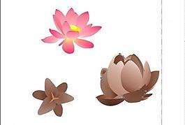蓮花圖片