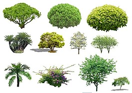 植物分層素材