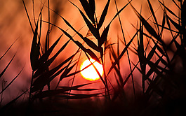 黄昏  夕阳  草