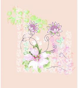 牡丹花圖片