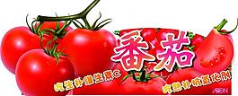 番茄圖片