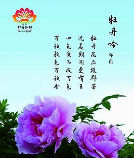 洛阳牡丹图片