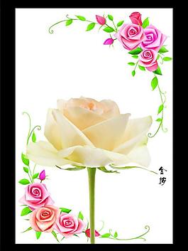 玫瑰花圖片