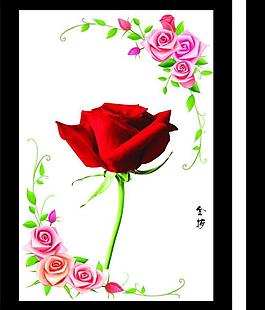 玫瑰花圖片