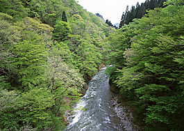 綠樹(shù)小河