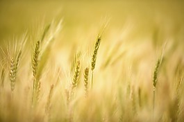 金黃麥田唯美意境攝影高清免費背景圖片下載