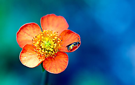 小花圖