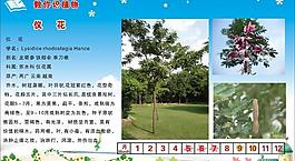 儀花圖片