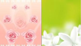 玫瑰桅子花圖片