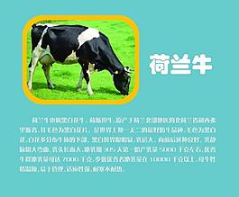 荷蘭牛 海報設計圖片