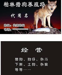 柏林獵狗 名片圖片