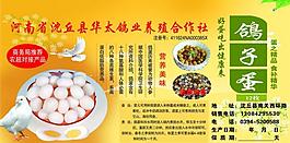 鴿子圖片