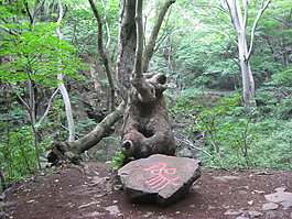 象樹(shù)