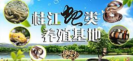 桂江蛇類養殖基地圖片