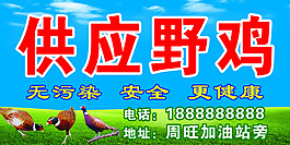 供應(yīng)野雞 無污染