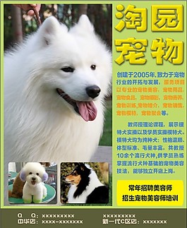 宠物 狗狗 萨摩耶 贵宾 苏牧