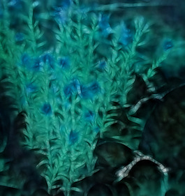 花紋背景