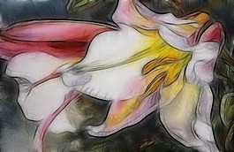 仙人掌花