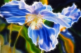 藍(lán)色的花卉