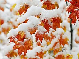 雪楓