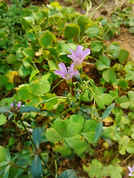 紫色的花