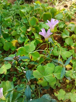 紫色的花