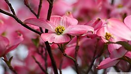 盛開的花朵