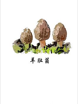 蘑菇矢量圖 羊肚菌圖片