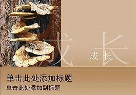 ppt普通模板圖片