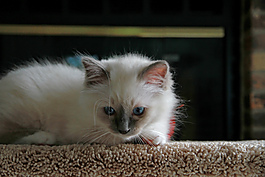 白色小猫