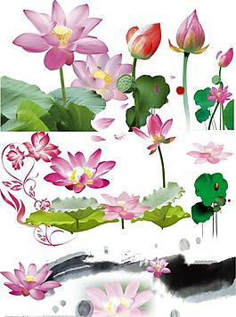莲花图片