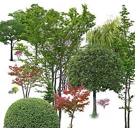 常用樹圖片